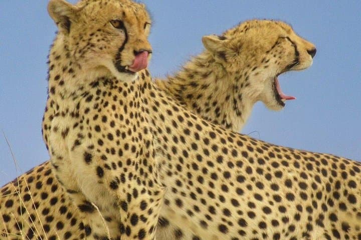 Big Five Luxury 7-Day Safari from Arusha: Serengeti, Ngorongoro & Tarangire photo 2