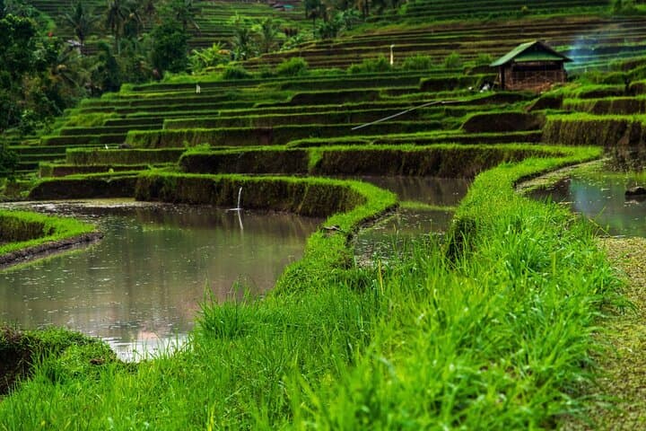 Ubud Highlights Private Day Tour: Tirta Empul, Rice Terraces & Secret Waterfall photo 4