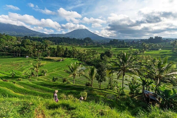 Ubud Highlights Private Day Tour: Tirta Empul, Rice Terraces & Secret Waterfall photo 5