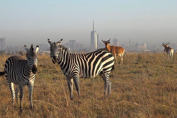 Private Half Day Safari Tour in Nairobi National Park: Wildlife with a City Skyline
