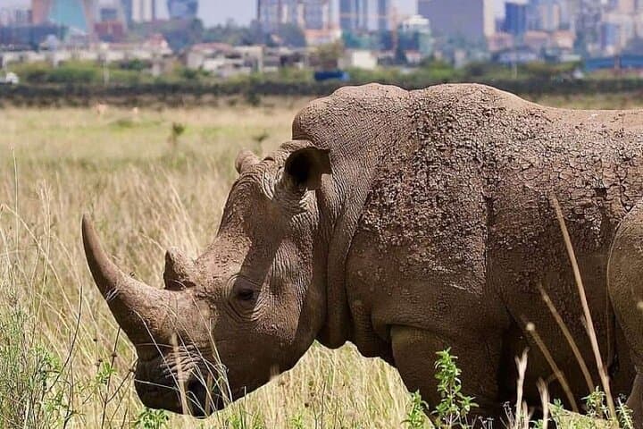 Private Half Day Safari Tour in Nairobi National Park: Wildlife with a City Skyline photo 2
