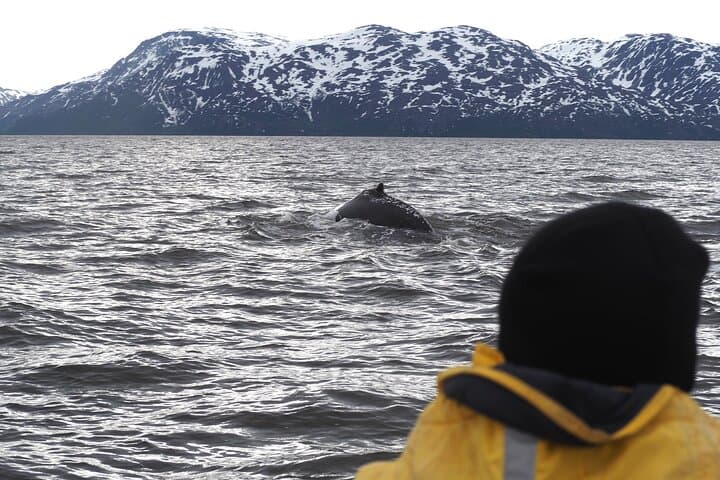 Arctic Whale Watching in Altafjord: Orcas, Humpbacks & Fjord Sailing photo 3