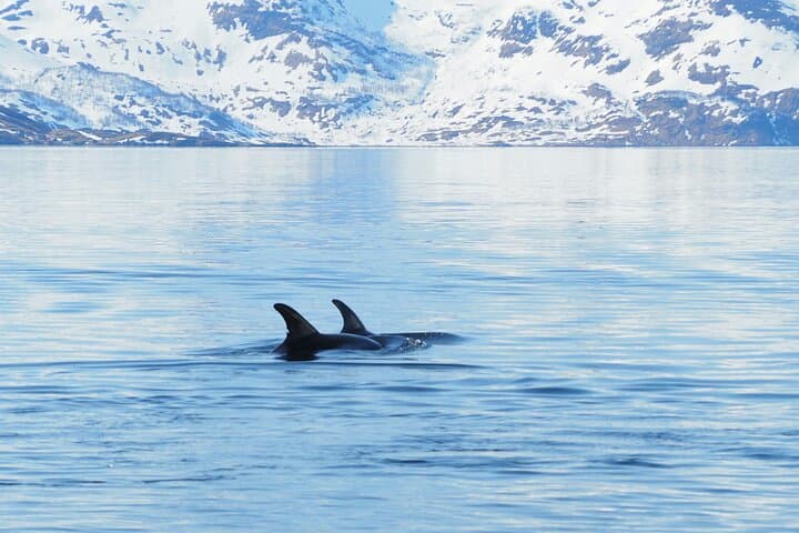 Arctic Whale Watching in Altafjord: Orcas, Humpbacks & Fjord Sailing photo 6