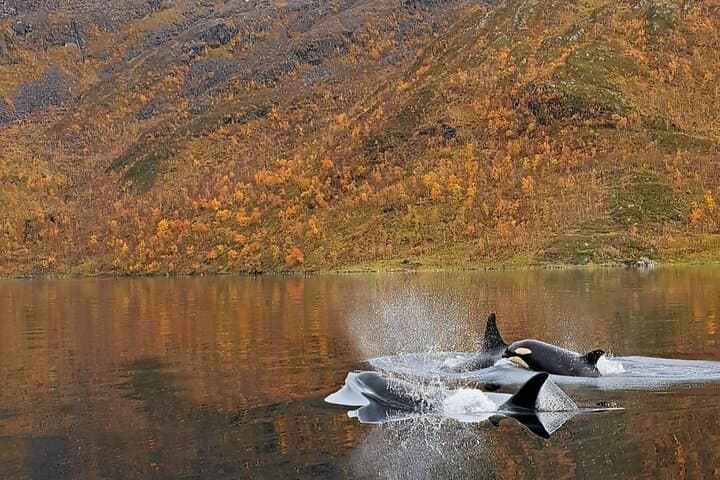 Arctic Whale Watching in Altafjord: Orcas, Humpbacks & Fjord Sailing photo 4