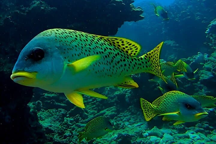 Snorkel Ad Daymaniyat Islands: Turtle Gardens & Dolphin Encounters near Muscat photo 2