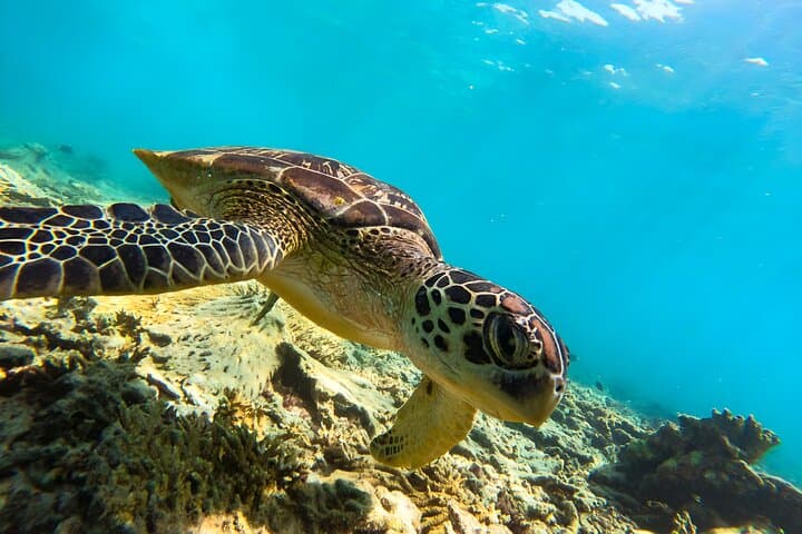 Snorkel Ad Daymaniyat Islands: Turtle Gardens & Dolphin Encounters near Muscat photo 4