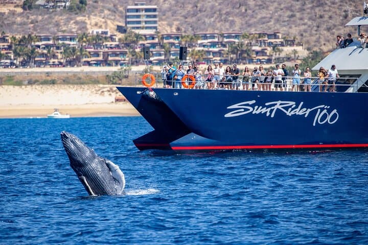 Cabo San Lucas Whale Watching Lunch Cruise — Brunch, Whales & El Arco Photo Stop