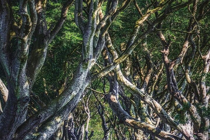 Causeway Coast Private Day Tour from Belfast: Giant's Causeway, Dark Hedges & Dunluce Castle photo 4