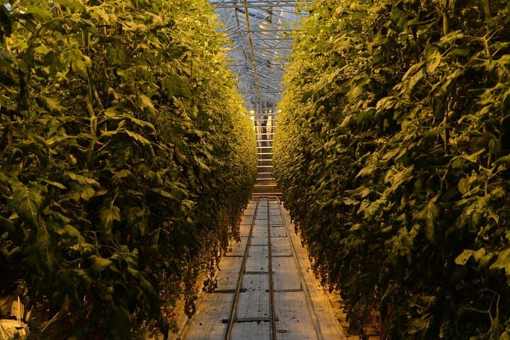 Private Golden Circle Tour with Friðheimar Tomato Farm Lunch — Reykjavík Day Trip photo 4