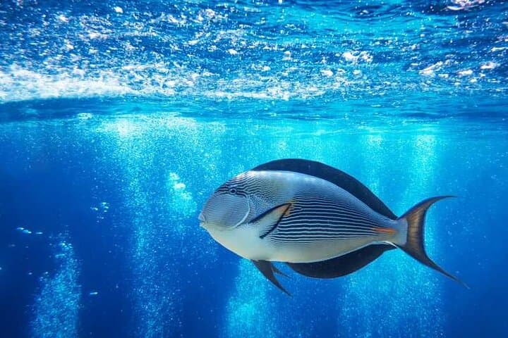 Glass-Bottom Boat in Sharm El Sheikh: Red Sea Reef Cruise photo 4