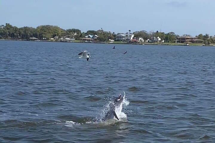 Indian River Lagoon Dolphin & Manatee Pontoon Tour from Cocoa Village photo 4