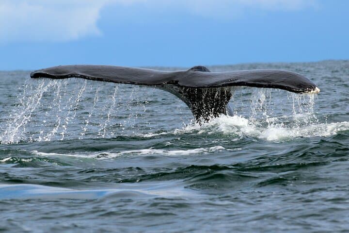 Bahia Malaga Humpback Whale Watching from Cali: Colombian Pacific Day Trip photo 6