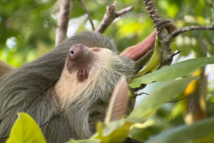 Manuel Antonio–Quepos Urban Wildlife Tour: Sloths, Monkeys & Birding