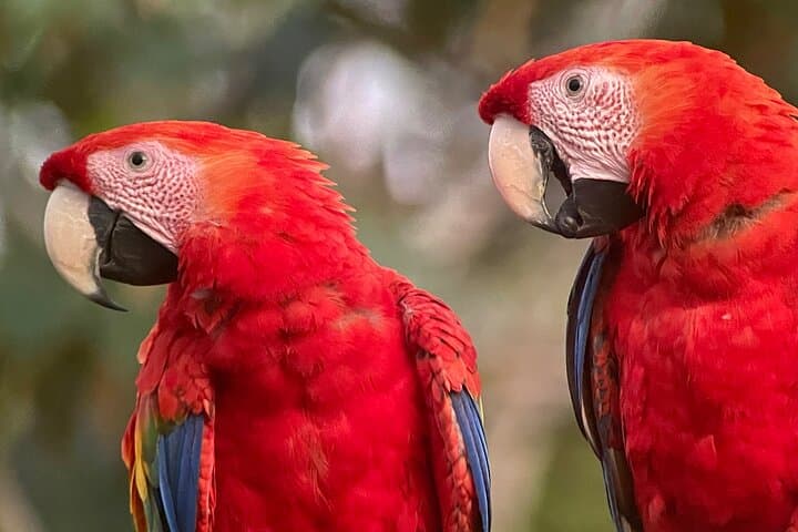 Manuel Antonio–Quepos Urban Wildlife Tour: Sloths, Monkeys & Birding photo 3