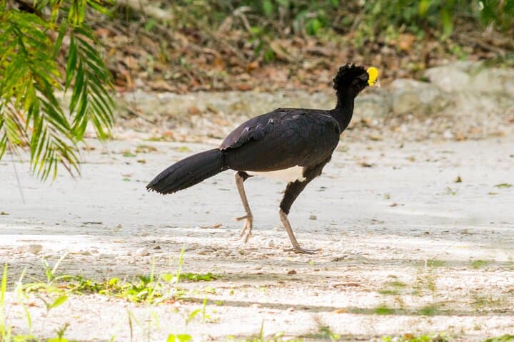 Calakmul Expedition from Mérida — 3-Day Birding & Maya Culture Tour photo 2