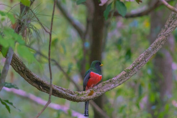 Calakmul Expedition from Mérida — 3-Day Birding & Maya Culture Tour photo 4