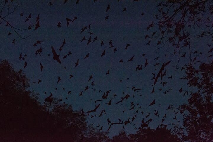 Calakmul Expedition from Mérida — 3-Day Birding & Maya Culture Tour photo 5