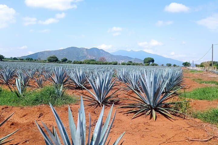 Private Tequila Day Tour: Agave Fields, Distillery Visits & Cantina Tastes from Guadalajara photo 4
