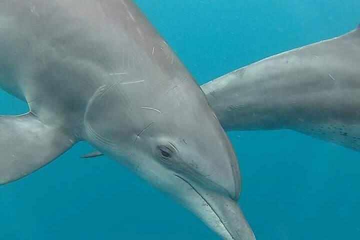 Zanzibar Full-Day Dolphin & Snorkel Adventure to Nungwi and Kendwa Beaches