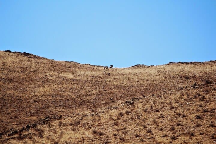 Winter Glamping and Wildlife in Gun Galuut Nature Reserve, Mongolia photo 2