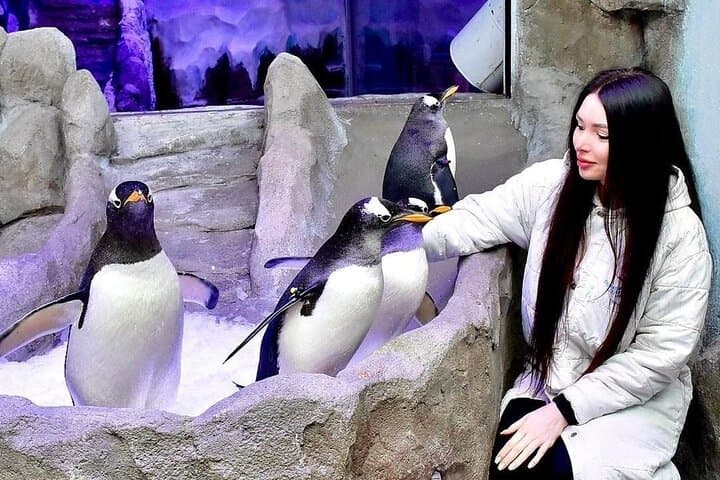 Dubai Aquarium & Underwater Zoo Tickets with Penguin Cove — Visitor Guide