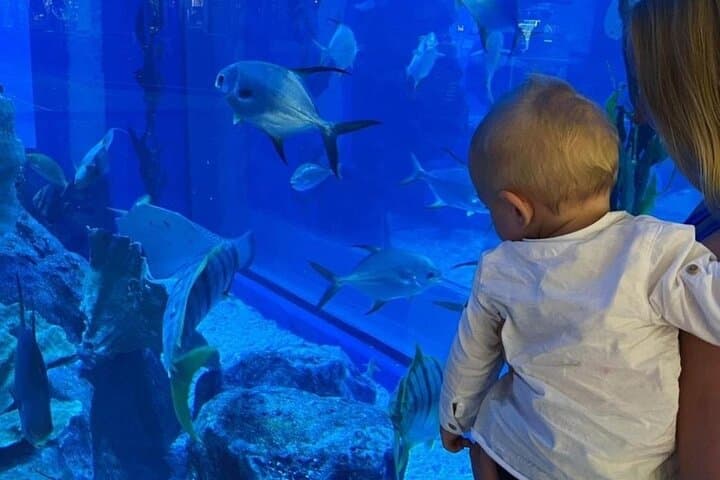 Dubai Aquarium & Underwater Zoo Tickets with Penguin Cove — Visitor Guide photo 2