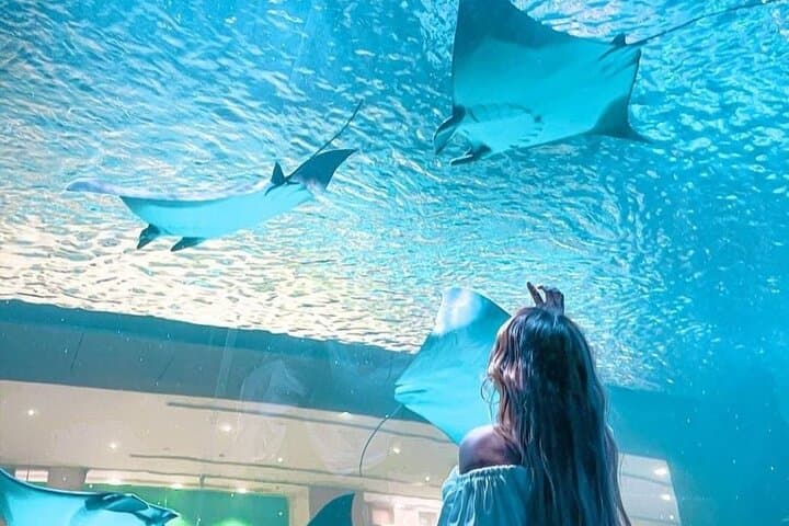 Dubai Aquarium & Underwater Zoo Tickets with Penguin Cove — Visitor Guide photo 3