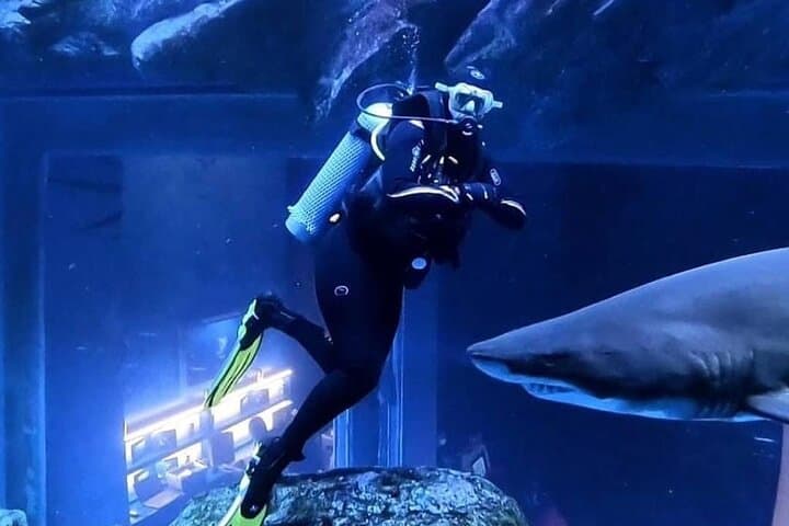 Dubai Aquarium & Underwater Zoo Tickets with Penguin Cove — Visitor Guide photo 4