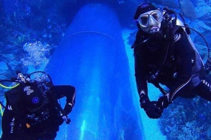 Dubai Aquarium & Underwater Zoo Tickets with Penguin Cove — Visitor Guide photo 6