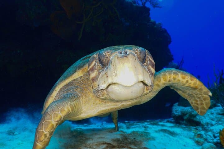 Discover Scuba Diving in Cozumel: Intro Dive at Tikila Beach for Beginners photo 4