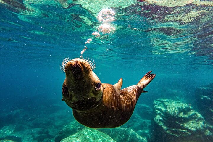 La Paz Whale Shark and Sea Lion Snorkel with Espiritu Santo Picnic photo 2