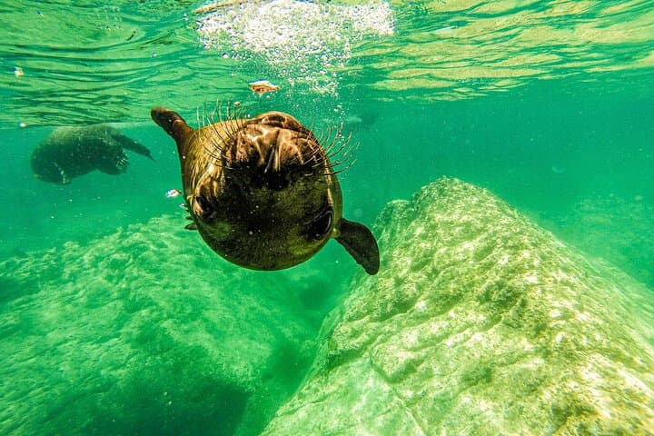 La Paz Whale Shark and Sea Lion Snorkel with Espiritu Santo Picnic photo 4
