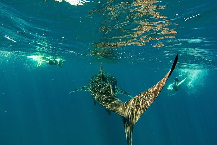 Snorkel with Whale Sharks and Sea Lions — La Paz Balandra Beach Picnic