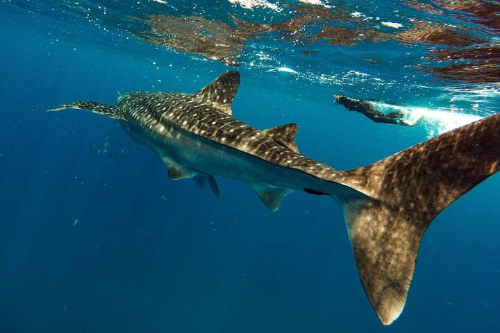 Snorkel with Whale Sharks and Sea Lions — La Paz Balandra Beach Picnic photo 3