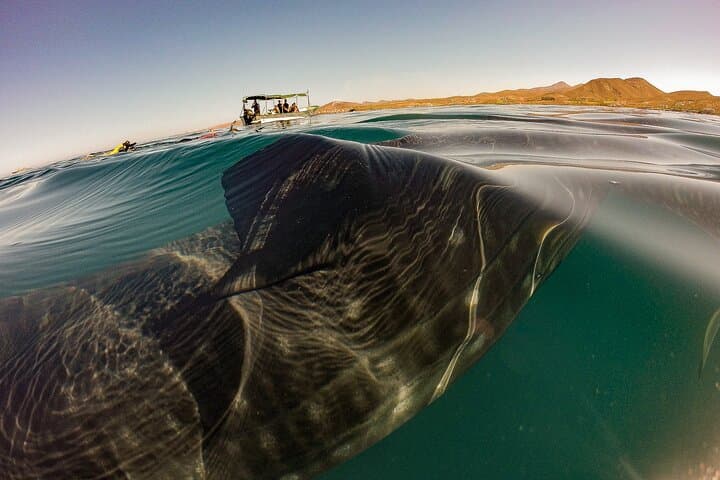 La Paz Whale Shark Snorkel — 3-Hour First-Class Semi-Private Encounter