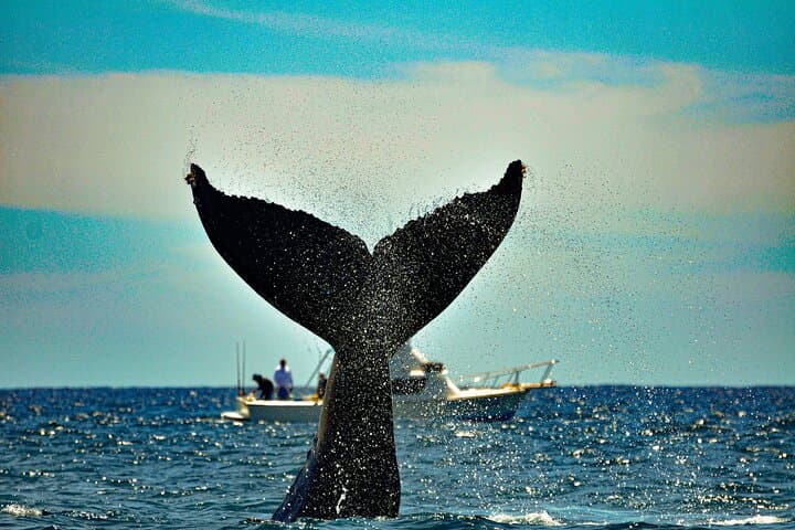 Super VIP Humpback Whale Tour from La Paz to Cabo — 3-Hour Whale Watching photo 1