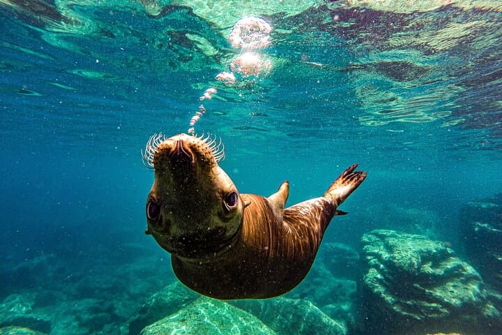 Sea Lion Snorkeling and Island Beach Picnic at Espíritu Santo Archipelago photo 1