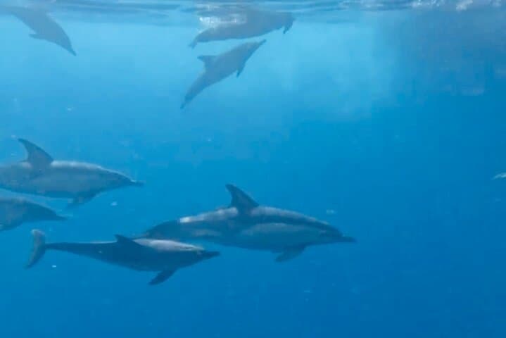 Benalmádena Dolphin Watching Cruise: Wild Dolphins & Coastal Views (90-Min) photo 6