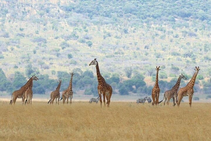 Ultimate Akagera Expedition: 3-Day Safari in Akagera National Park, Rwanda