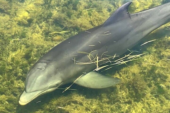Homosassa Eco Airboat Tour – 90-Minute Manatee & Mangrove Adventure photo 3