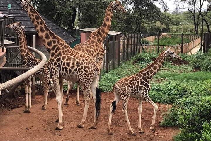 Kenya’s Ultimate 4-Day Safari and Beach Escape: Nairobi National Park, Cultural Tours, and Diani Beach Relaxation photo 5