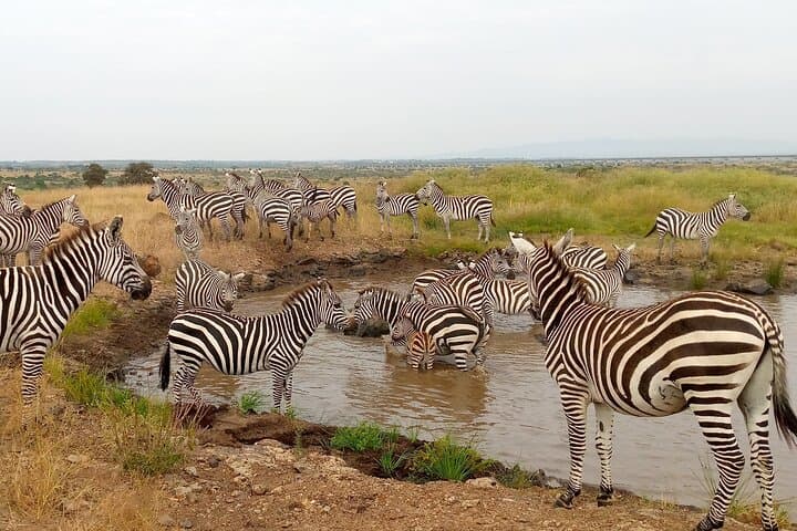Kenya’s Ultimate 4-Day Safari and Beach Escape: Nairobi National Park, Cultural Tours, and Diani Beach Relaxation photo 6