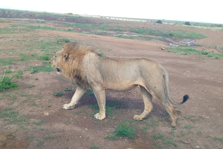 Explore Nairobi National Park: Half-Day Guided Safari Near the City photo 4