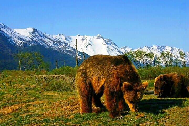 Anchorage to Seward Wildlife and Glacier Tour: Scenic Transfer with Outdoor Adventure photo 3