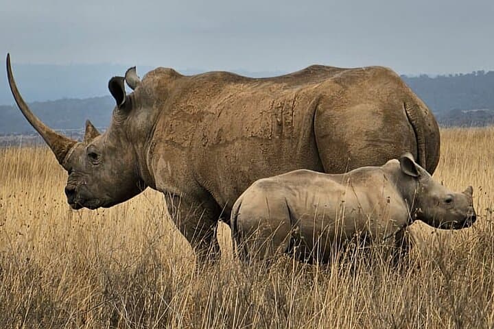 Explore Nairobi National Park: A Unique Safari Experience in Kenya’s Urban Wilderness photo 6