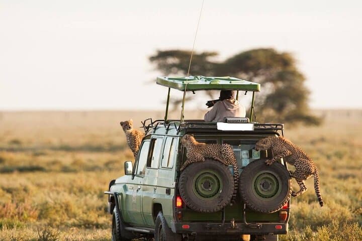 8-Day Kenya Flying Safari: Samburu, Amboseli & Masai Mara with Serena Lodges photo 6