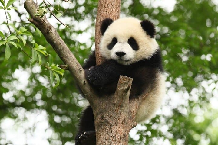 Chengdu Panda Base & Leshan Giant Buddha: Private One-Day Wildlife and Cultural Tour photo 6