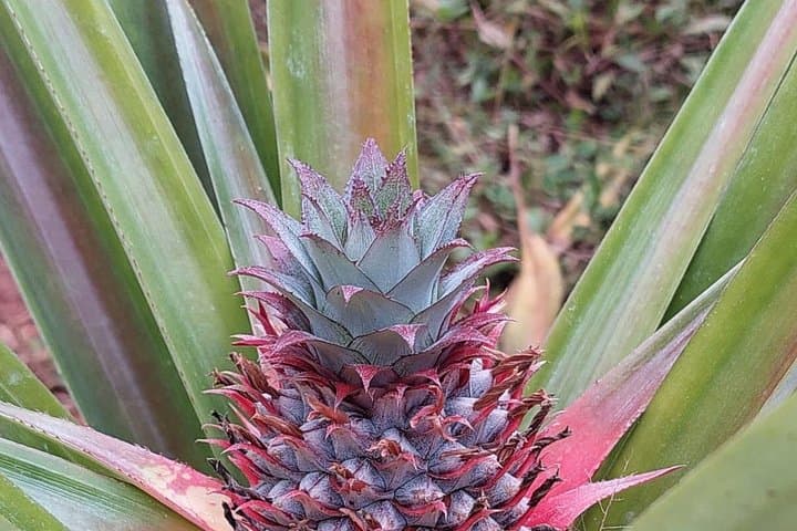 Full-Day Stone Town, Spice Farm & Prison Island Private Tour — Zanzibar Highlights photo 4