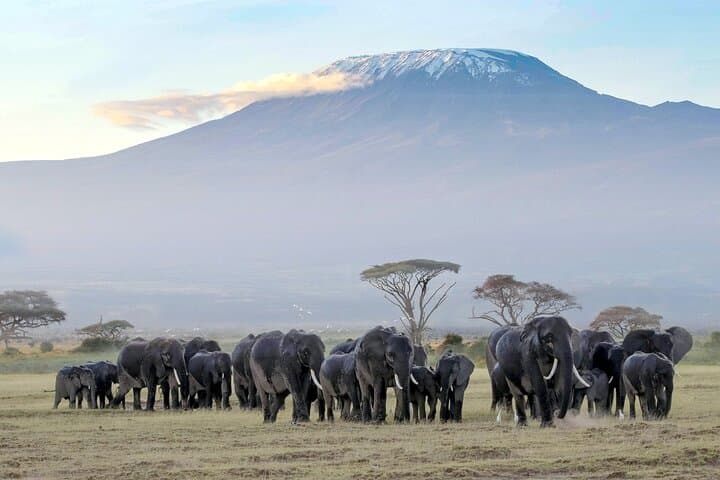 5-Day Amboseli, Tsavo West & Tsavo East Safari — Kilimanjaro Views and Red Elephant Herds photo 3