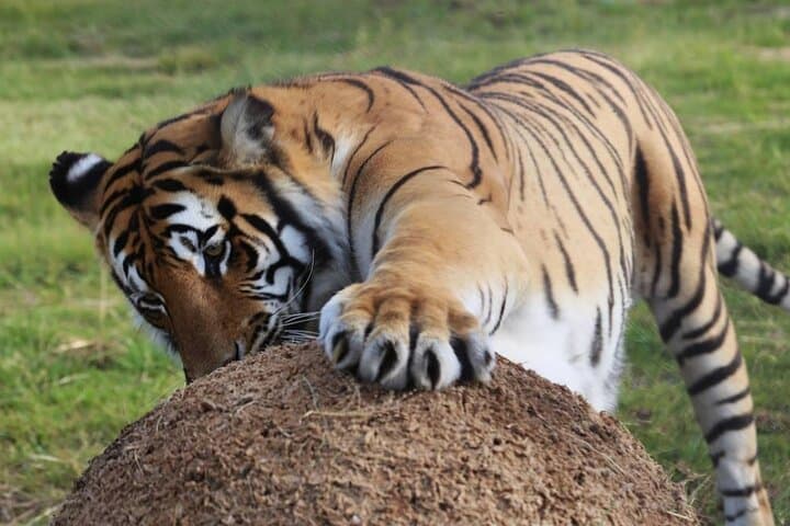 Tiger Valley Tour at Lionsrock: Up-Close Big Cat Sanctuary Experience photo 3